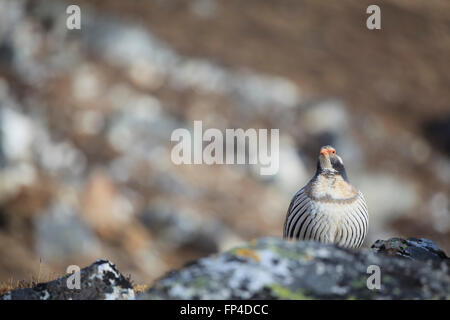 Tibetische Snowcock (Tetraogallus Tibetanus). Sagarmatha Nationalpark. Solukhumbu Bezirk. Nepal. Stockfoto