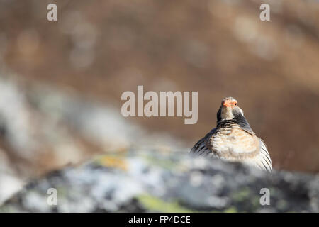 Tibetische Snowcock (Tetraogallus Tibetanus). Sagarmatha Nationalpark. Solukhumbu Bezirk. Nepal. Stockfoto