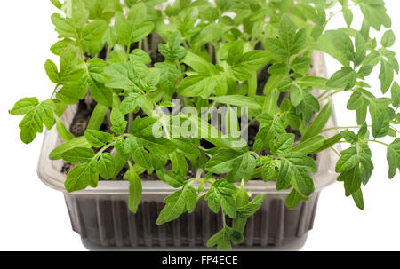 Einem kleinen Plastikbehälter mit jungen grünen Sprossen der Tomaten. Auf weißem Hintergrund dargestellt. Stockfoto