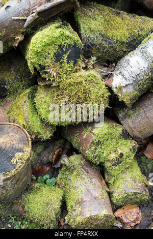 Protokolle in Moss in einem Garten Helensburgh Argyll und Bute Schottland Vereinigtes Königreich UK abgedeckt Stockfoto