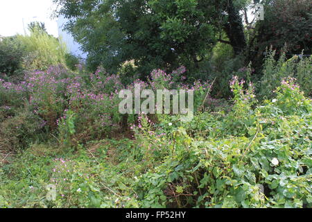 Großen verwilderten Garten, Zuteilung oder Brachland Stockfoto