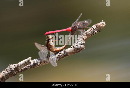 Feurige Abstreicheisen Orthetrum Migratum paar Paarung in Rad-formation Stockfoto