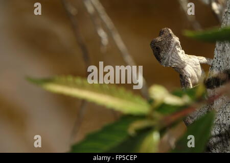 Östlichen Wasserdrache juvenile Stockfoto