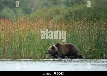 Europäischer Braunbär / Europaeischer Braunbaer (Ursus Arctos) Spaziergänge entlang einem Schilfgürtel durch flaches Wasser. Stockfoto