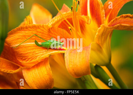 Grashuepfer Nymphe auf ein frisches orange Lilie Blume im Sommergarten. Stockfoto