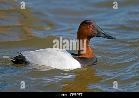 Männliche Canvasback Ente Stockfoto