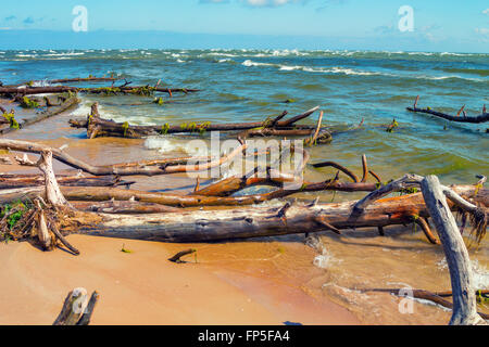 Wilden, einsamen Strand mit umgestürzten Bäumen. Kap Kolka, Lettland Stockfoto