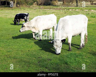 Junge Rinder grasen auf einer Wasser Wiese am St Cross, Winchester als Teil einer Landschaft Naturschutz Regelung. Stockfoto