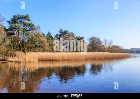 Lakeside Schilf am Frensham Teiche, Hamlin in der Nähe von Farnham, Surrey, UK, im Winter mit blauem Himmel an einem sonnigen Tag Stockfoto