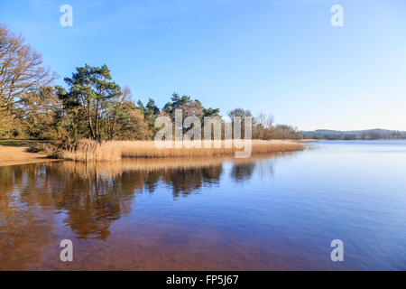 Lakeside Schilf am Frensham Teiche, Hamlin in der Nähe von Farnham, Surrey, UK, im Winter mit blauem Himmel an einem sonnigen Tag Stockfoto