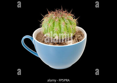 Kaktus in der Kaffeetasse. Es empfiehlt sich Getränke schlecht schmecken ähnliche Optionen wie Kaktus. isoliert auf hinteren Hintergrund mit Beschneidungspfade Stockfoto