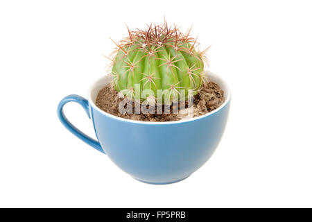 Kaktus in der Kaffeetasse. Es empfiehlt sich Getränke schlecht schmecken ähnliche Optionen wie Kaktus. isoliert auf weißem Hintergrund mit Beschneidungspfad Stockfoto