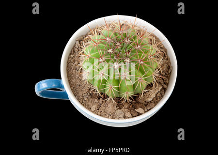 Kaktus in der Kaffeetasse. Es empfiehlt sich Getränke schlecht schmecken ähnliche Optionen wie Kaktus. auf schwarzem Hintergrund mit Beschneidungspfad isoliert Stockfoto