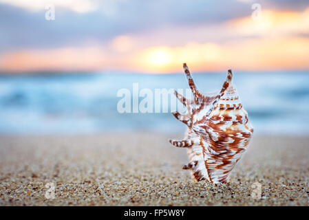 Muschel auf dem Sand. Stockfoto