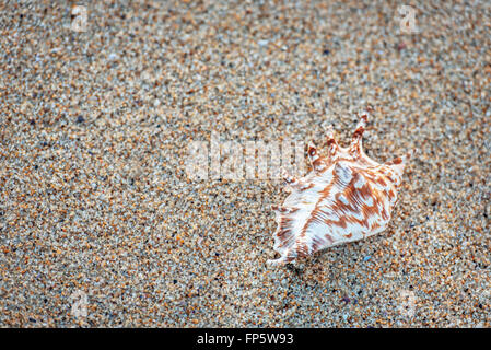 Muschel auf dem Sand. Stockfoto