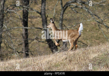 White tailed Deer Feld Kentucky durchzogen Stockfoto