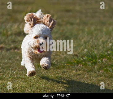 Cavapoo Welpen läuft Stockfoto