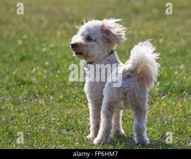 Cavapoo Welpen Stockfoto