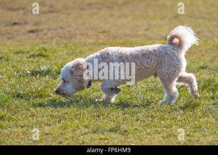 Cavapoo Welpen läuft Stockfoto