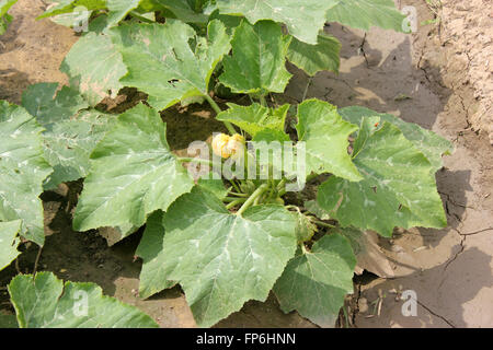 Cucurbita Pepo, Pusa Pasand Sommerkürbis, DS-8 Stoff Kadu, Sorte mit kugelförmigen Früchte hellgrün, gelb, wenn Sie reif Stockfoto