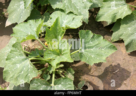 Cucurbita Pepo, Pusa Pasand Sommerkürbis, DS-8 Stoff Kadu, Sorte mit kugelförmigen Früchte hellgrün, gelb, wenn Sie reif Stockfoto