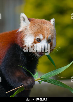 Roter Panda Essen die Blätter von Bambussprossen - isst schießt und lässt Stockfoto