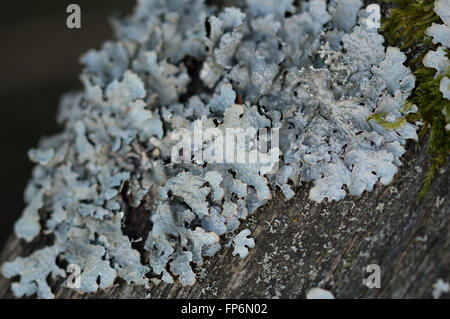 Gehämmert Schild Flechten (Parmelia Sulcata) wachsen auf einem hölzernen Pfosten. Stockfoto