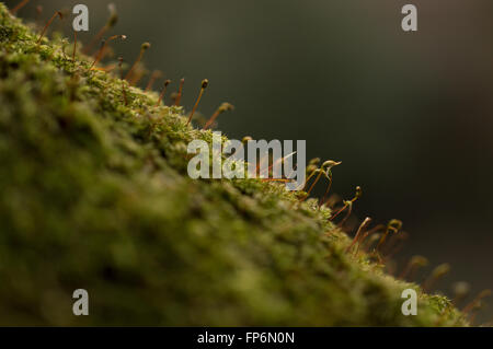 Eine Nahaufnahme der Rough gestielt Feder-Moos (Brachythecium Rutabulum) wächst auf einer Baumrinde. Stockfoto