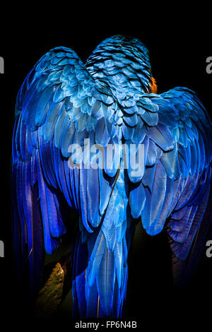 Blau-gelbe Ara thront auf einem Ast Stockfoto