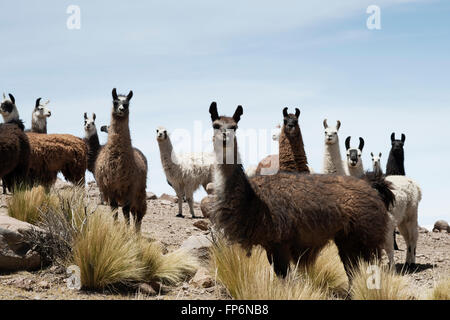 Lamas um die bolivianische Salzwüste, Coqueza Dorf, Salar de Uyuni, Bolivien Stockfoto