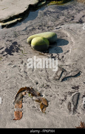 Grünen Steinen und Algen am Sandstrand Stockfoto