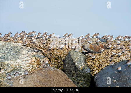 Alpenstrandläufer und Meerstrandläufer auf der Mole Avalon New Jersey Stockfoto