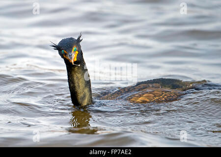 Doppel-crested Kormoran Stockfoto