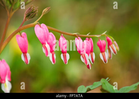Tränendes Herz Blumen wachsen auf Anlage im Frühlingsgarten. Stockfoto