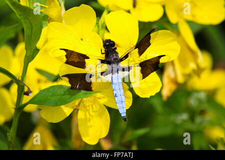 Gemeinsamen Whitetail Libelle auf bunten gelbe Primel Blumen im Sommer Garten Lebensraum. Stockfoto