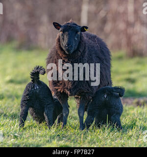 Schwarze Schaf füttern ihre beiden Lämmer mit ihren Böden in der Luft, House, Wales. März Stockfoto