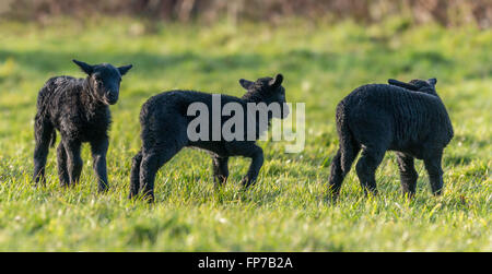 Drei schwarze Lämmer spielen in einem Feld im Frühling. Brecon Beacons. März Stockfoto