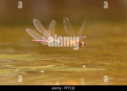 Feurige Abstreicheisen Orthetrum Migratum paar trat zusammen, um Eier Stockfoto