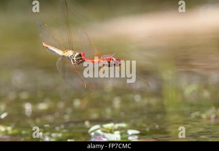 Feurige Abstreicheisen Orthetrum Migratum paar trat zusammen, um Eier Stockfoto