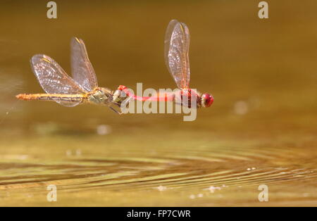 Feurige Abstreicheisen Orthetrum Migratum paar trat zusammen, um Eier Stockfoto