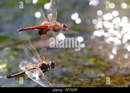 Feurige Abstreicheisen Orthetrum Migratum paar Stockfoto