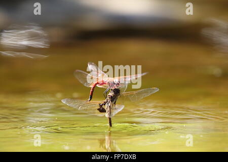 Feurige Abstreicheisen Orthetrum Migratum paar Stockfoto