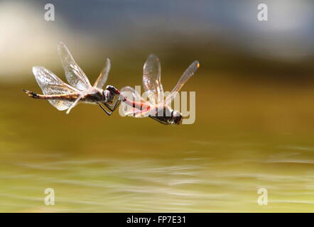 Feurige Abstreicheisen Orthetrum Migratum paar Stockfoto