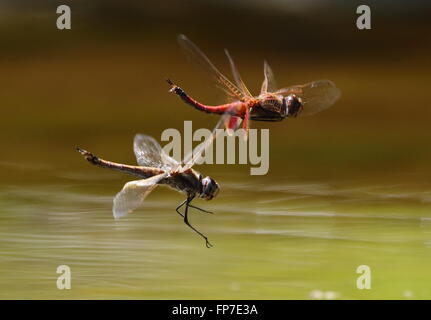 Feurige Abstreicheisen Orthetrum Migratum paar Stockfoto