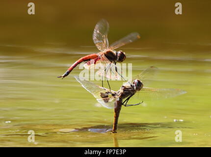 Feurige Abstreicheisen Orthetrum Migratum paar Stockfoto