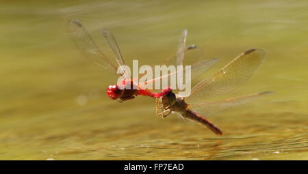 Feurige Abstreicheisen Orthetrum Migratum paar trat zusammen, um Eier Stockfoto