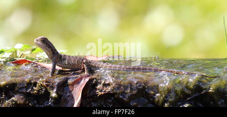 Östlichen Wasserdrache juvenile Stockfoto