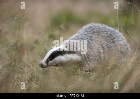 Europäische Badger / Dachs (Meles Meles), erwachsenes Tier, auf der Suche nach Nahrung im hohen Grass, ein Spaziergang durch eine Wiese. Stockfoto
