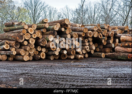 Stapel von neu geschnittenen Protokolle Stockfoto