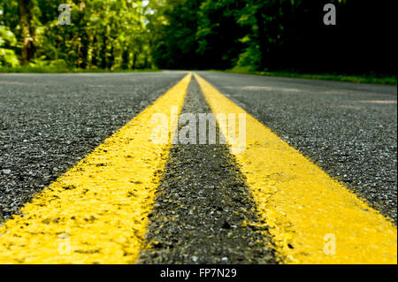 Schildkröte Blick auf Forststraße Stockfoto